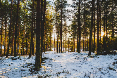 Trees in snowy forest