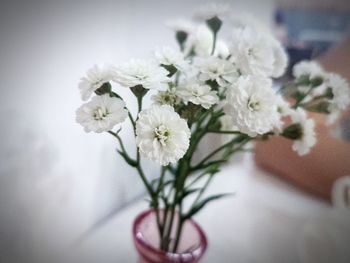 Close-up of white flowers