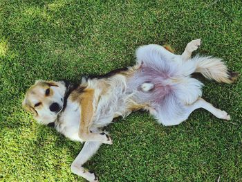 High angle view of dog on field