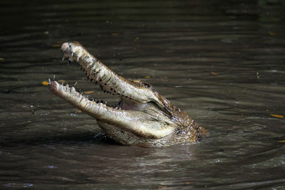 High angle view of crocodile in lake