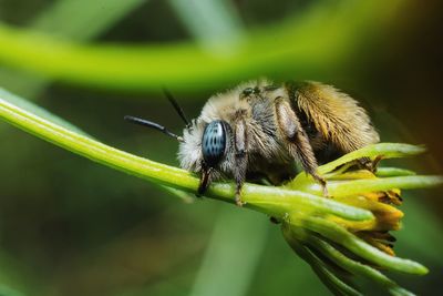 Close-up of insect on plant