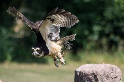 Bird flying over rock