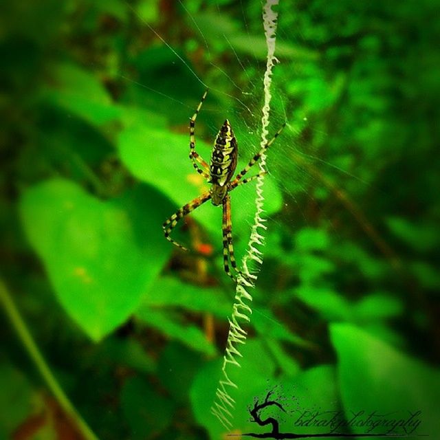 insect, animal themes, one animal, animals in the wild, wildlife, close-up, focus on foreground, spider, green color, nature, selective focus, plant, dragonfly, leaf, stem, arthropod, day, spider web, outdoors, full length