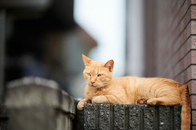 Close-up of a cat looking away