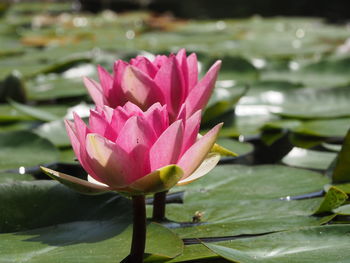 Close-up of pink lotus water lily in pond