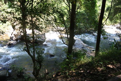 Scenic view of river amidst trees in forest