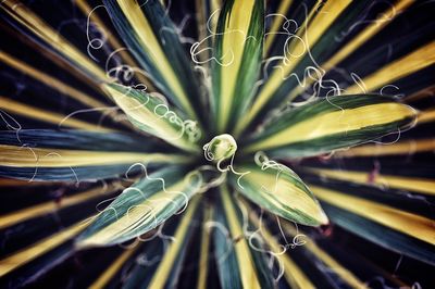 Extreme close up of plant