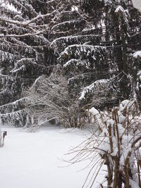 Trees on snow covered landscape