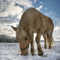 Well-fed light horse breed isabella rake frozen grass under the snow. snowy meadow in countryside.