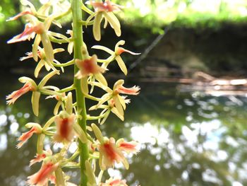 Close-up of flowering plant