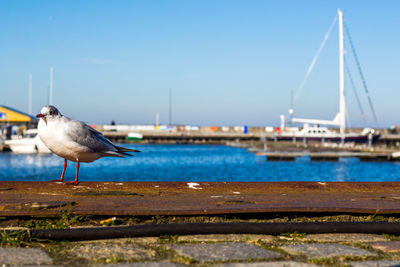 Close-up of seagull perching on shore against clear sky