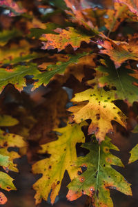 Close-up of yellow maple leaves