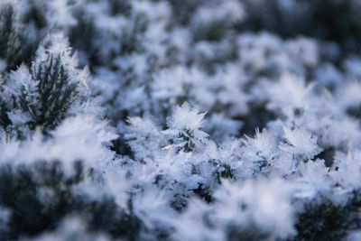 Close-up of frozen ice