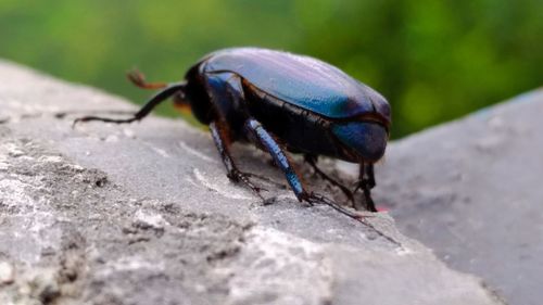 Close-up of insect