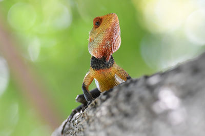Close-up of butterfly perching on leaf