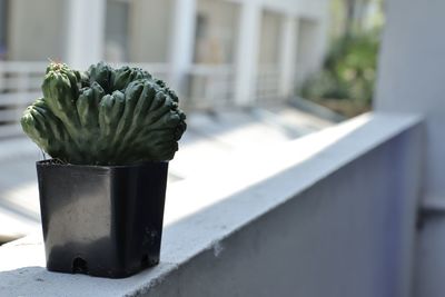 Close-up of potted plant on window sill