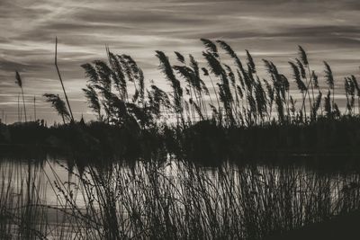 Silhouette trees by lake against sky during sunset