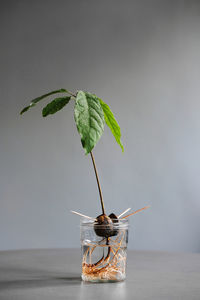 Close-up of potted plant on table against wall