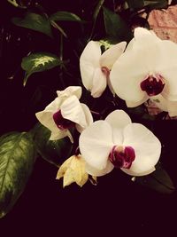 Close-up of white flowers