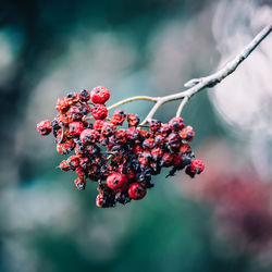 Close-up of red berries growing on tree