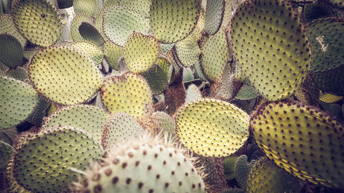 Close-up of prickly pear cactus