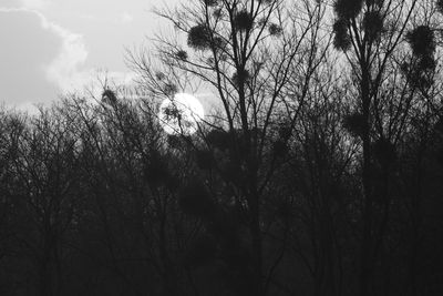 Low angle view of trees against sky
