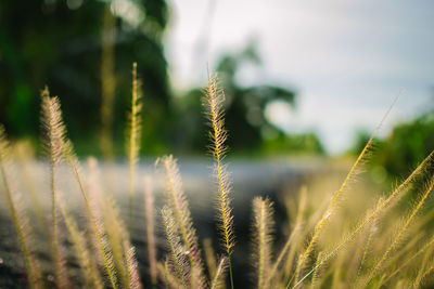 Close-up of plants growing outdoors