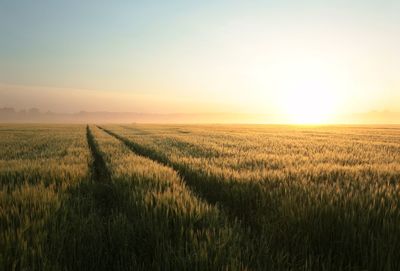 Scenic view of field against sky during sunset