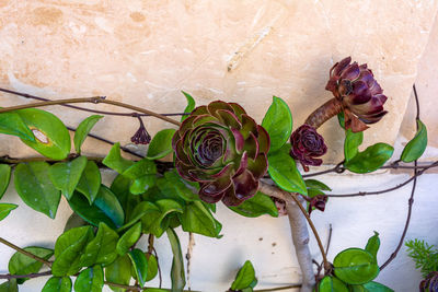 Close-up of rose plant