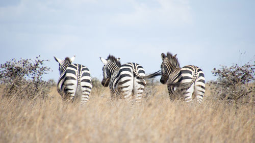3 zebras facing away