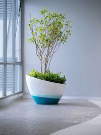 Green eco building concept. indoor green tree in office area for clean fresh air