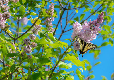 Close-up of butterfly pollinating on purple flower