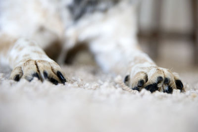 Close-up of a dog