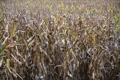 Full frame shot of wheat field