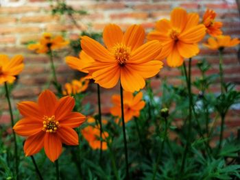 Cosmos flower 