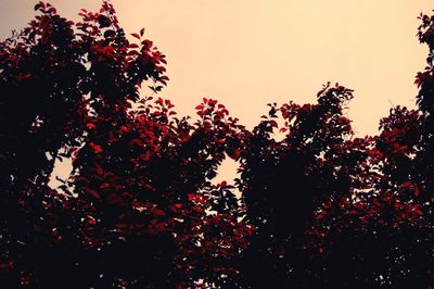 Low angle view of silhouette trees against sky