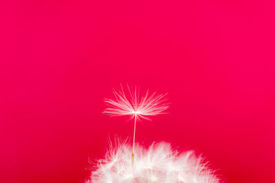 Close-up of illuminated pink flower against sky