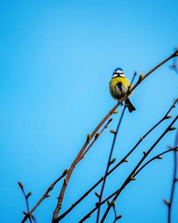 Low angle view of bird perching on branch against sky