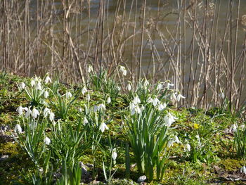 Close-up of fresh white crocus blooming in lake