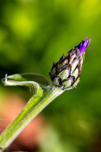 Close-up of butterfly on leaf