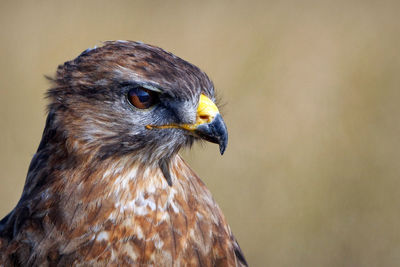 Close-up of a falcon