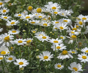 Close-up of white daisy flowers