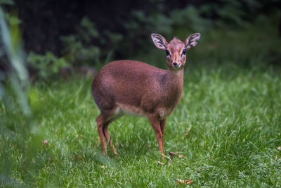 Portrait of deer on field