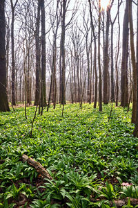 Trees growing in forest