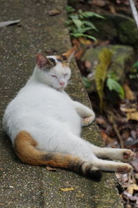 High angle view of cat resting
