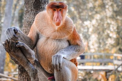 Close-up of monkey sitting on tree