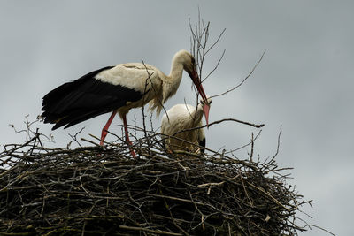Low angle view of birds perching on nest against sky