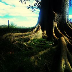 Close-up of elephant in the field