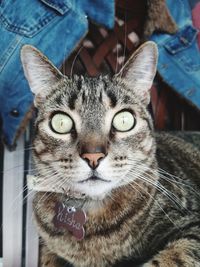 Close-up portrait of tabby cat