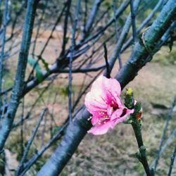 Close-up of pink flowers blooming on tree